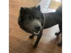 Adopt Lucy XII a Black Chow Chow / Mixed dog in Dallas, TX (41200321)