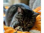 Adopt Vienna a Brown Tabby Domestic Shorthair / Mixed (short coat) cat in