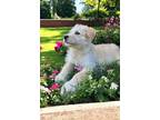 Adopt Waverly a Tan/Yellow/Fawn Golden Retriever / Poodle (Standard) / Mixed dog