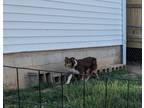 Adopt Sadie a Brown/Chocolate - with White Australian Shepherd / Mixed dog in