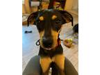 Adopt Midnight (PA)-cuddly a Black - with Tan, Yellow or Fawn Miniature Pinscher
