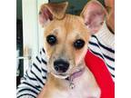 Adopt Cookie a Tan/Yellow/Fawn Terrier (Unknown Type, Medium) / Mixed dog in