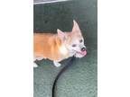 Adopt PEPI a Tan/Yellow/Fawn Corgi / Mixed dog in Margate, FL (41332686)