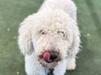 Cotton Poodle (Standard) Adult Female