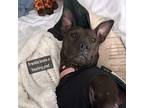 Frankie American Pit Bull Terrier Senior Female