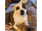 Adopt Camilla a Gray/Silver/Salt & Pepper - with White Pit Bull Terrier / Mixed