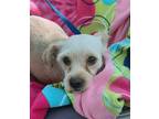 Adopt Rhianna a White - with Tan, Yellow or Fawn Border Terrier / Mixed dog in