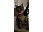 Adopt Inigo Montoya a Brown Tabby Domestic Shorthair / Mixed cat in Wilmington