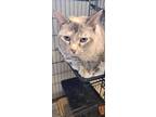 Adopt Smokey a Cream or Ivory Siamese / Mixed Breed (Medium) / Mixed (short