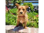 Adopt Stitch a Tan/Yellow/Fawn Wirehaired Fox Terrier dog in Lathrop