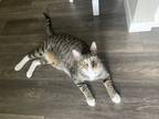 Adopt Gus a Gray, Blue or Silver Tabby Domestic Shorthair / Mixed (short coat)
