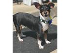 Adopt Lorena a Black - with White Dachshund / Rat Terrier / Mixed dog in Camden