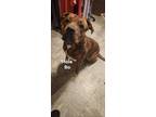 Adopt BO a Brindle American Pit Bull Terrier / American Pit Bull Terrier / Mixed