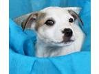 Adopt Pyrite a White - with Gray or Silver Boxer / Australian Cattle Dog / Mixed