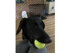 Adopt Maggie a Black - with White Mutt / Mixed dog in Ellicott City