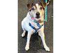 Adopt Stewie TX a Tricolor (Tan/Brown & Black & White) Jack Russell Terrier /