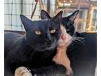 Adopt Lyla a All Black Domestic Shorthair / Mixed (short coat) cat in Anniston