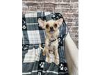 Adopt Pickles a Tan/Yellow/Fawn Mixed Breed (Small) / Mixed dog in Fort