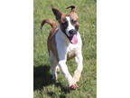 Adopt Trace a Brown/Chocolate German Shepherd Dog / Terrier (Unknown Type