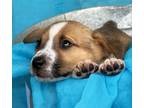 Adopt Jade a Red/Golden/Orange/Chestnut - with White Australian Cattle Dog /