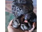 Adopt Reba a Brindle - with White Rottweiler / Mixed dog in Paola, KS (40265944)
