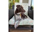 Adopt Kanga a Brown/Chocolate - with White German Shorthaired Pointer / Mixed