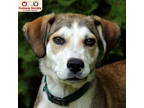 Adopt Ruby a Brown/Chocolate Husky / Mixed Breed (Medium) / Mixed (short coat)