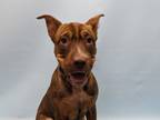 Adopt Koa a Brown/Chocolate Shar Pei / Mixed Breed (Medium) / Mixed (short coat)