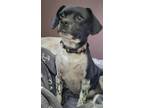Adopt Maleficent a Black - with White Beagle / Mixed dog in ROSENBERG