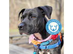Adopt Mariposa Rose a Black Pointer / Labrador Retriever / Mixed (short coat)