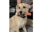 Adopt Roxy a Tan/Yellow/Fawn - with Black Alaskan Malamute / Labrador Retriever