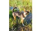 Adopt Jenga a Tricolor (Tan/Brown & Black & White) Australian Cattle Dog /