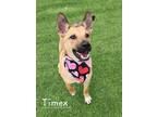 Adopt Timex a Tricolor (Tan/Brown & Black & White) Australian Cattle Dog / Mixed