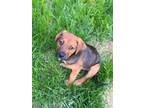Adopt Mango a Mixed Breed (Large) / Mixed dog in Paola, KS (41448590)