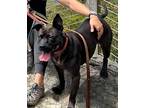 Adopt Ember a Brown/Chocolate American Staffordshire Terrier / Mixed dog in