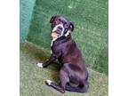 Adopt Tootie a Black - with White Boston Terrier / Mixed dog in Boulder