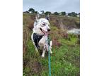 Adopt Kirby a White - with Black Australian Cattle Dog / Australian Shepherd /
