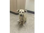 Adopt Millie a Tan/Yellow/Fawn Basset Hound / Mixed Breed (Small) / Mixed dog in