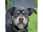 Adopt Mowgli a Black - with Brown, Red, Golden, Orange or Chestnut Rottweiler /