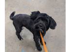 Adopt Byron a Black Schnauzer (Miniature) / Terrier (Unknown Type