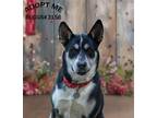 Adopt Buggs 3156 a Black - with White Husky / Mixed dog in STEPHENS CITY