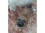 Adopt Drake a Brown/Chocolate - with Black German Shepherd Dog / Poodle