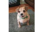 Adopt Cuddles2023 MP in New England a Welsh Terrier / Lhasa Apso / Mixed dog in