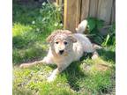 Adopt Bailey a Australian Shepherd / Mixed Breed (Medium) / Mixed dog in