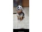 Adopt Dwight a Brown/Chocolate - with Black Beagle / Beagle / Mixed dog in