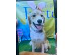 Adopt Mocha a Tan/Yellow/Fawn - with White Golden Retriever / Australian