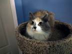 Adopt Kimmy a Calico or Dilute Calico Manx / Mixed (medium coat) cat in Maggie