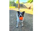 Adopt Snoopy a White Australian Cattle Dog / Mixed Breed (Medium) / Mixed (short
