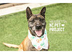 Adopt Henrietta a Brown/Chocolate Belgian Malinois / Mixed Breed (Medium) /