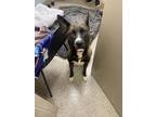 Adopt Kimchi a Black Basenji / Australian Kelpie / Mixed (short coat) dog in